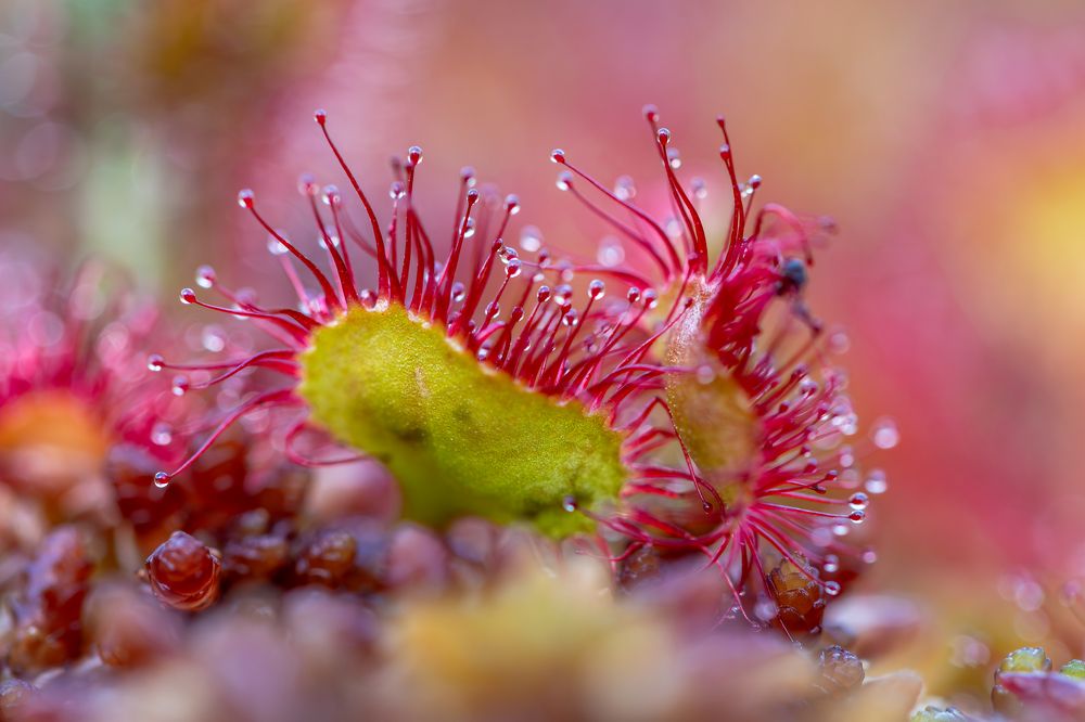 Photograph by George Alexandru Ghiuro