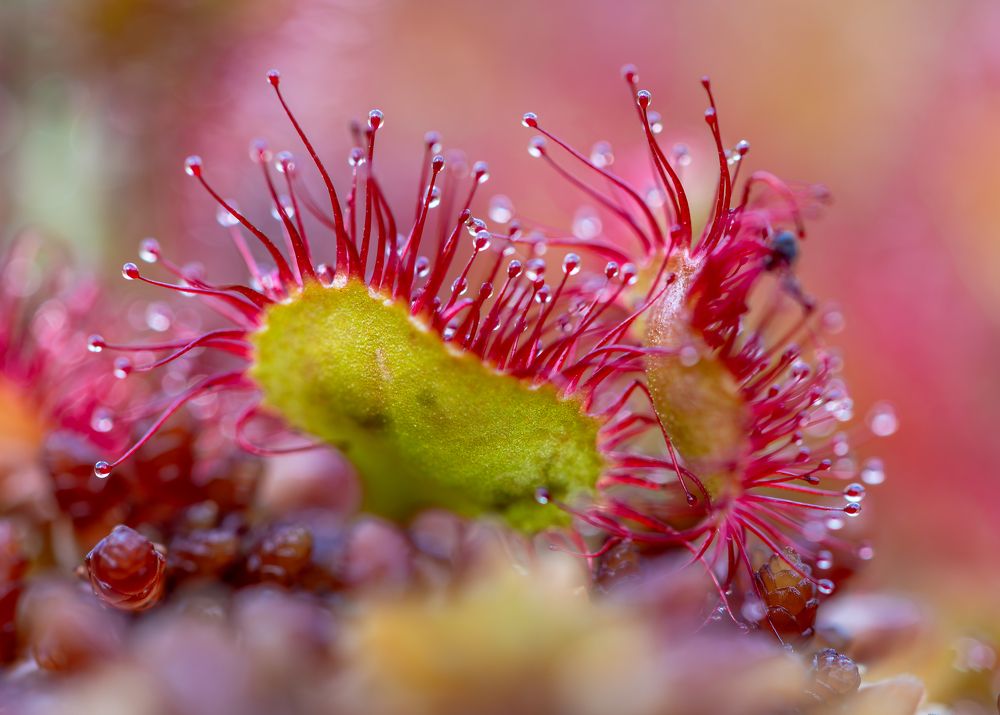 Photograph by George Alexandru Ghiuro