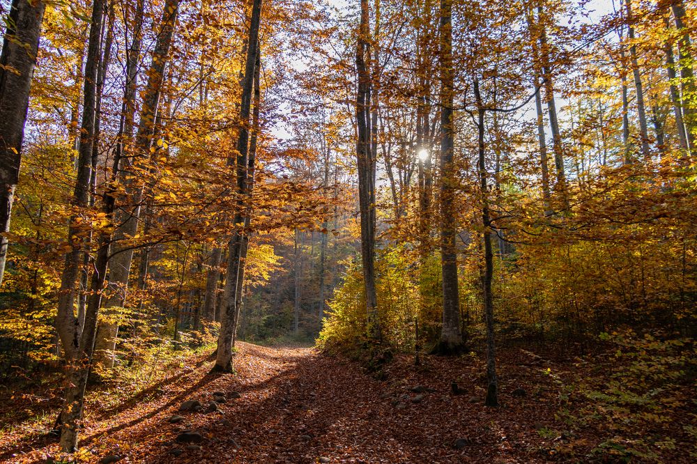 Photograph by George Alexandru Ghiuro