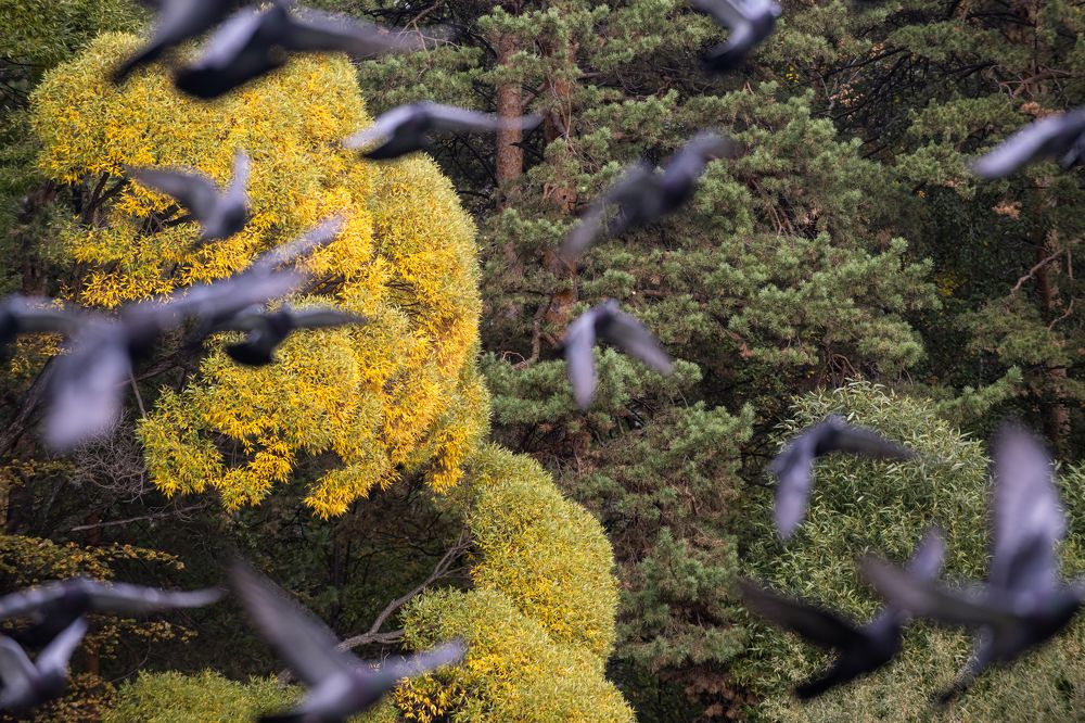 Деревья и птицы