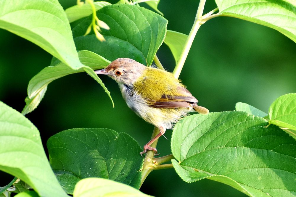 Photograph by PRADIP NANDI