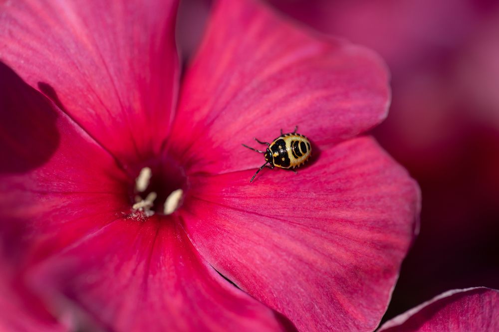 Photograph by Светлана Писарева