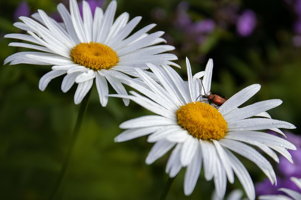 Photograph by Светлана Писарева