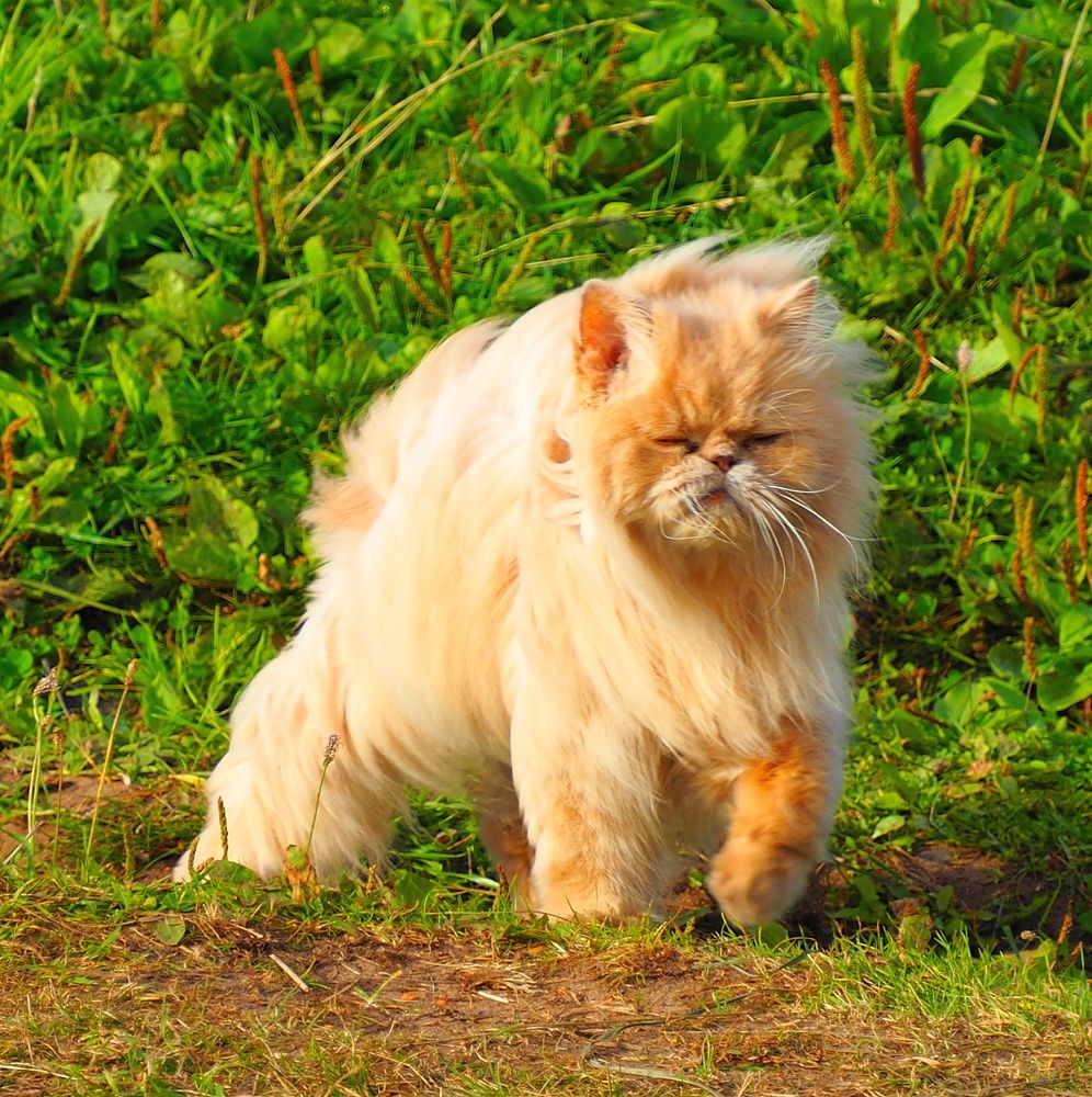 Photograph by ANDREY PERESHEIN