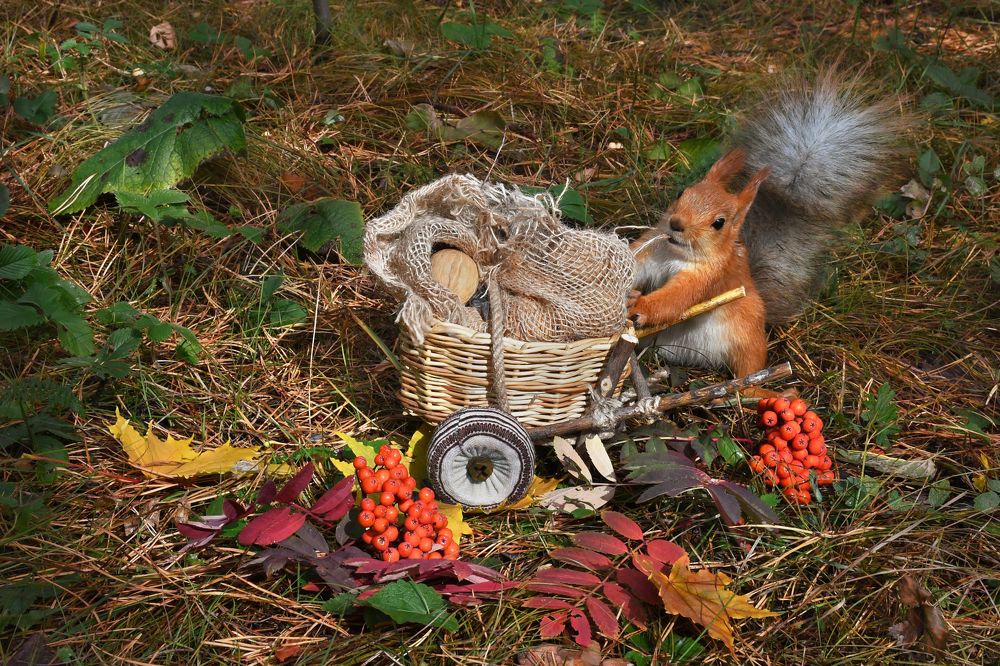 Photograph by Елена Гасенко