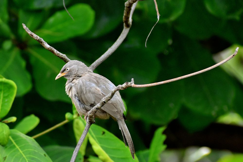 Photograph by PRADIP NANDI