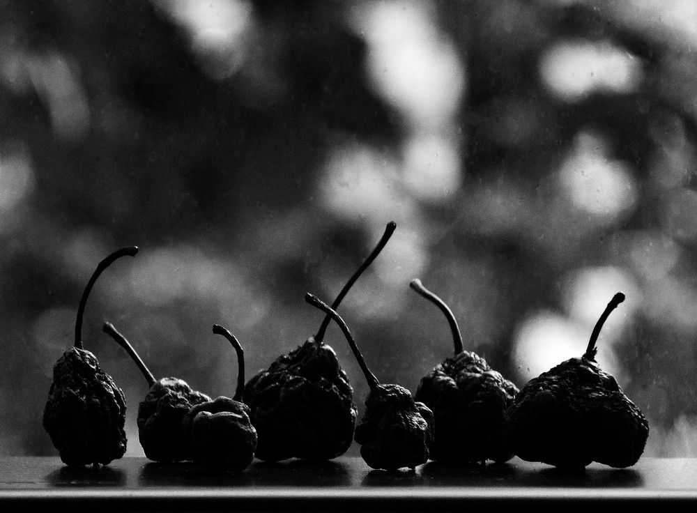 Photograph by 