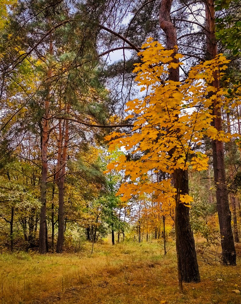 Фотография автора Алёна Подгорная