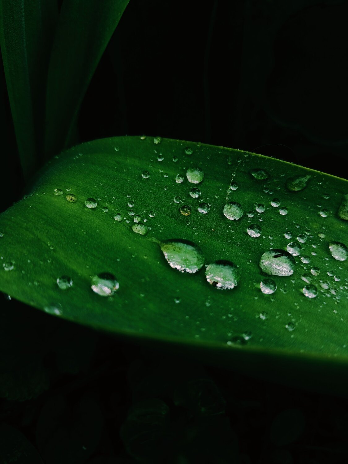 Photo #9691332