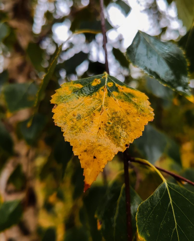 Фотография автора Алёна Подгорная