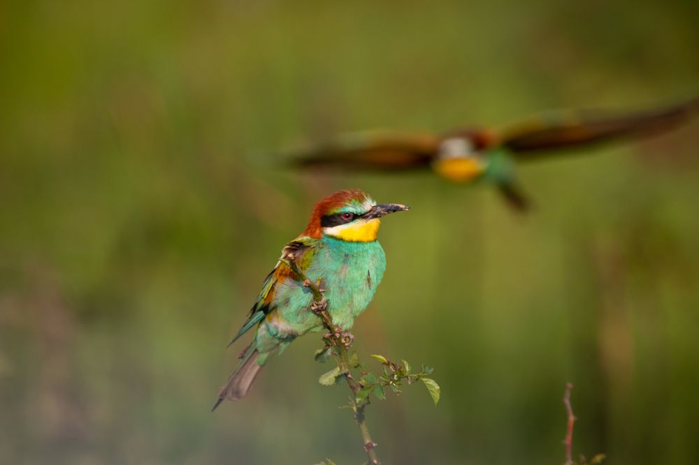 Bee eater