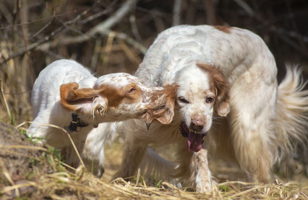 Photograph by Александр Чибиркин
