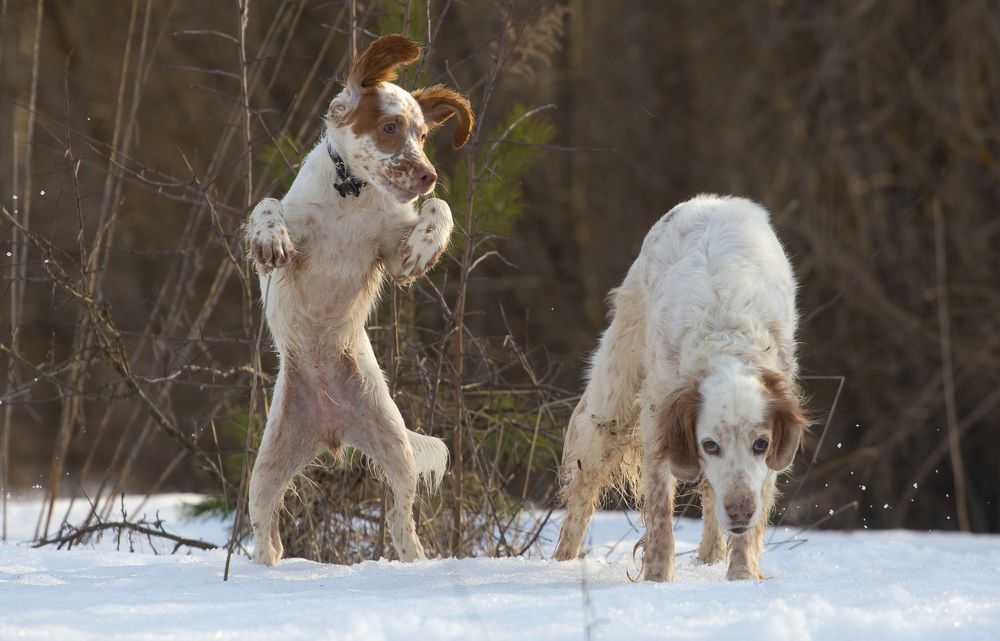 Photograph by Александр Чибиркин