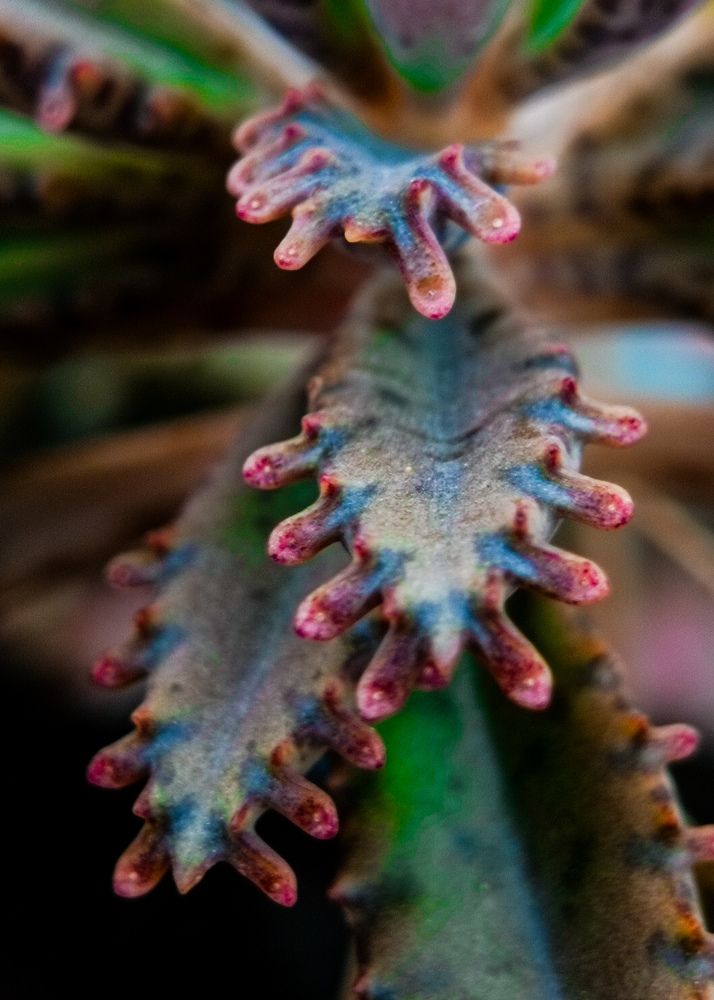 Photograph by Sanchari Nag