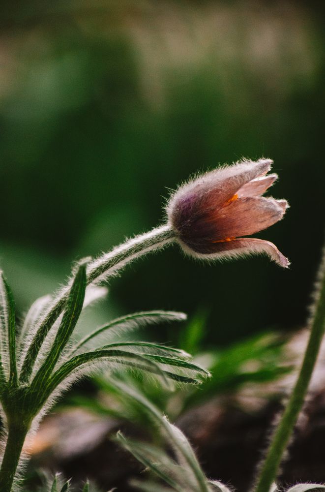 Photograph by Альбина Баташова