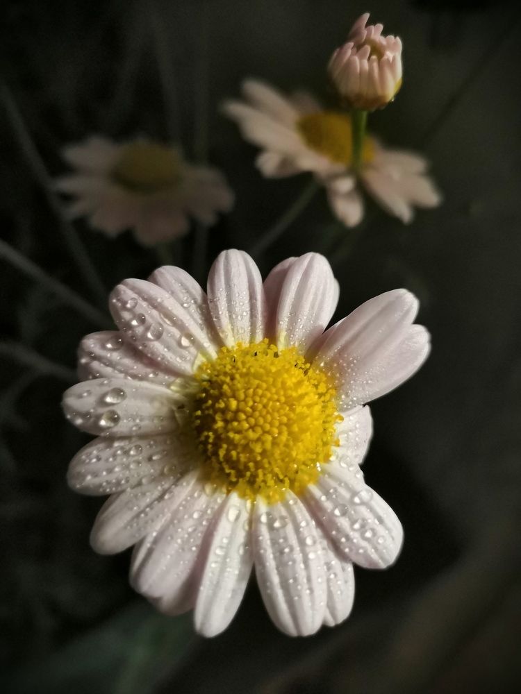 Photograph by Марина Бизяева