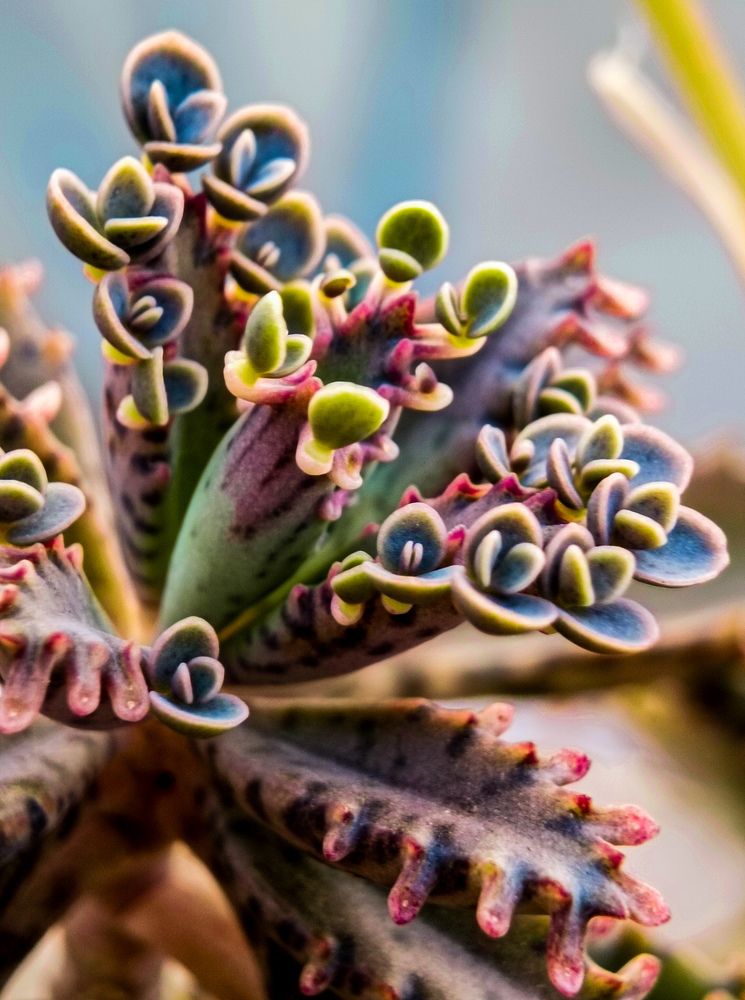 Mother of thousand||