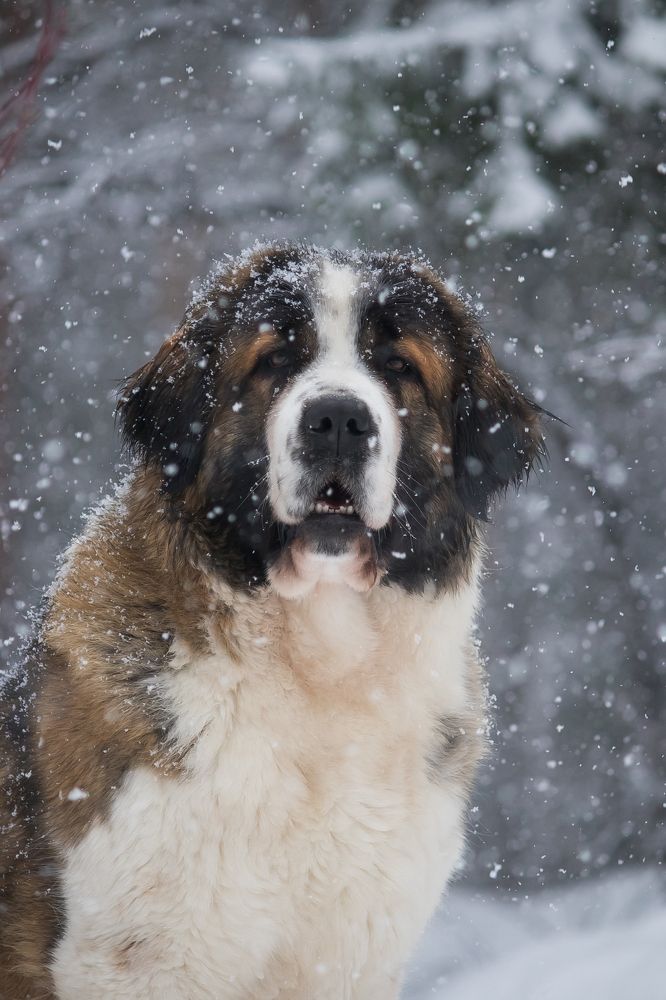 Photograph by Виктория Мамаева