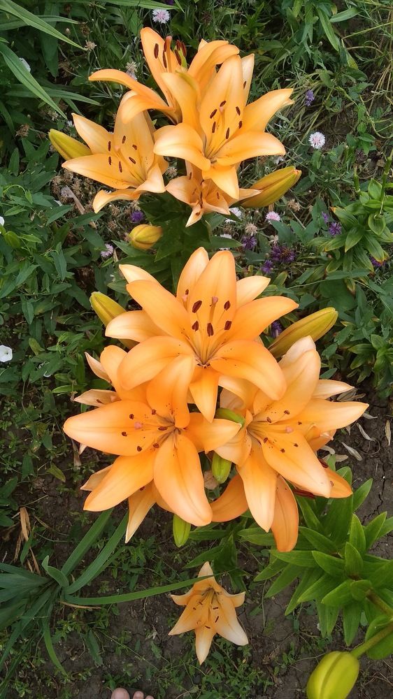 Photograph by Виорика Фоменко