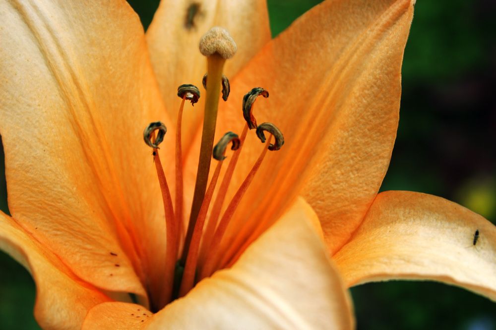 Photograph by Елена Чернова