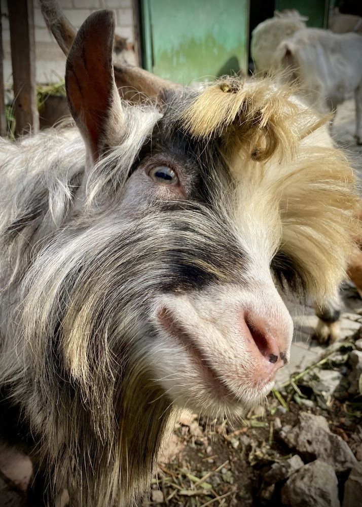 Фотография автора ГУЗАЛИЯ ГАНИЕВА