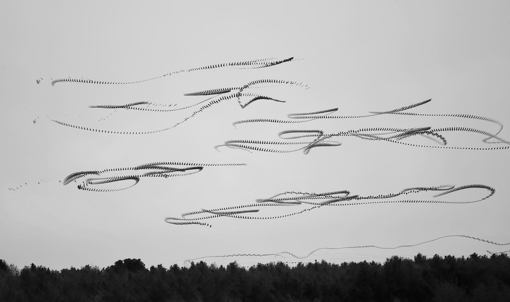 Capturing Avian Grace: Blending Frames to Unveil the Beauty of Bird Flight Patterns