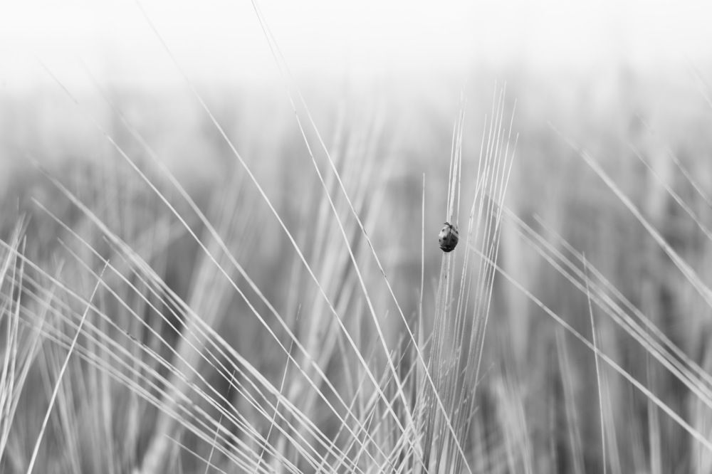 Photograph by Юлия Морозова