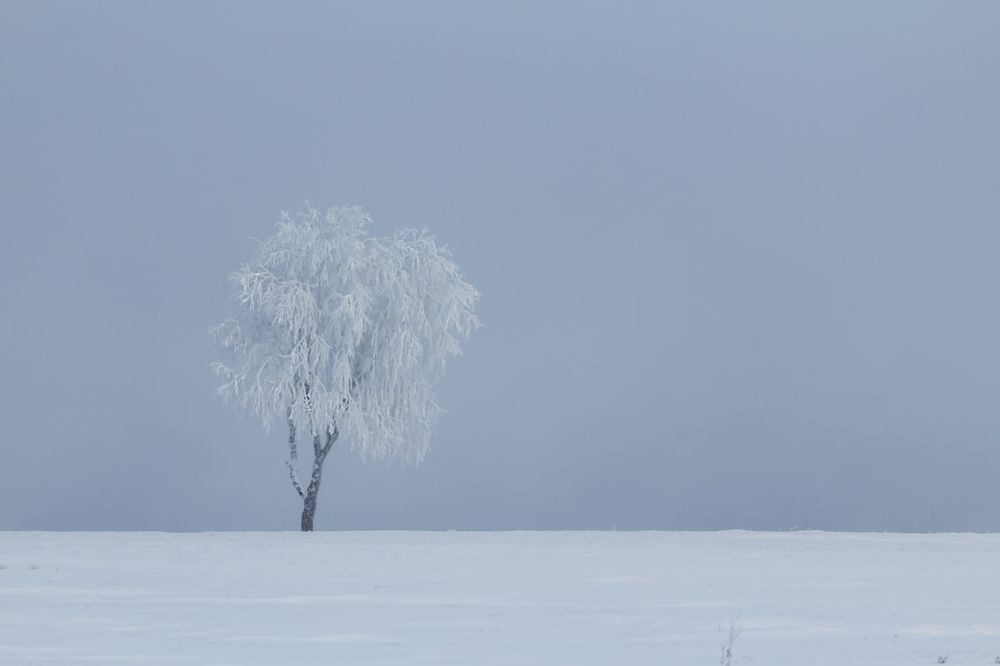 Одинокое дерево на берегу Ангары