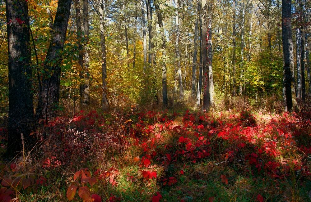 Лесная полянка в стиле импрессионизма