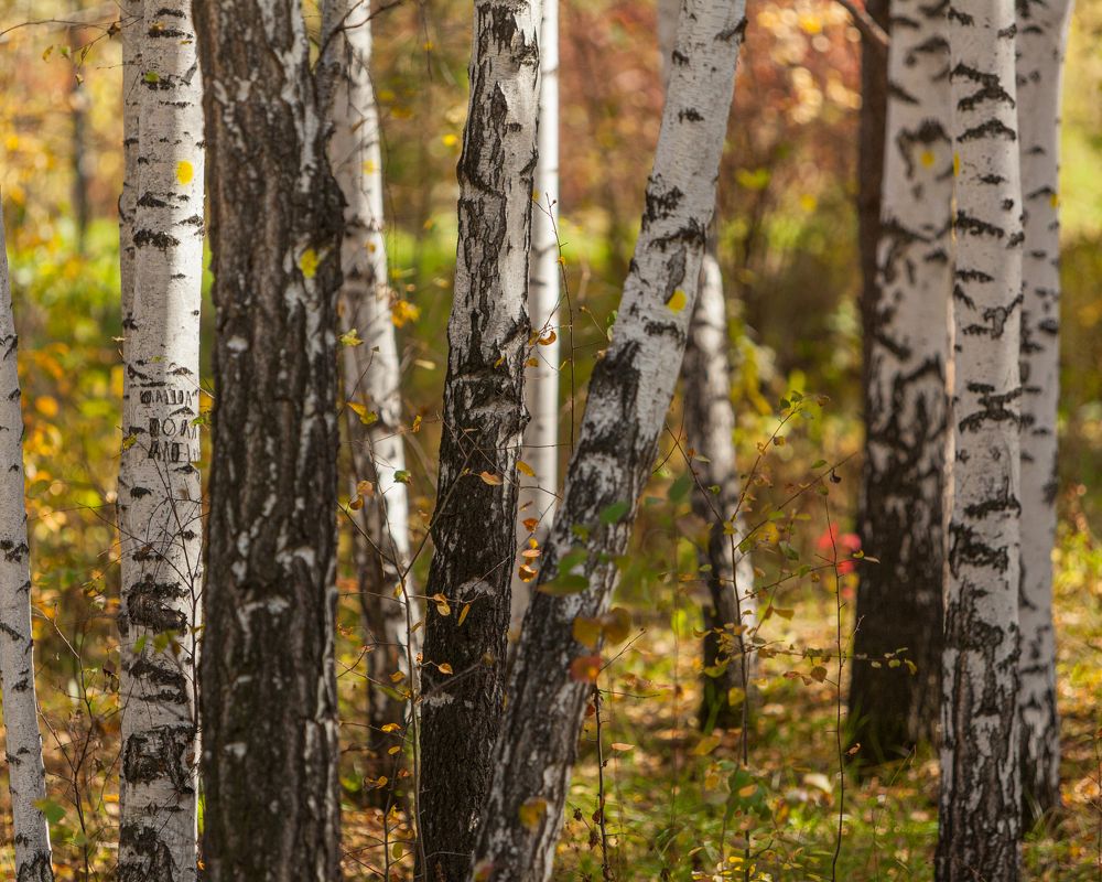 Photograph by Денис Дорошенко