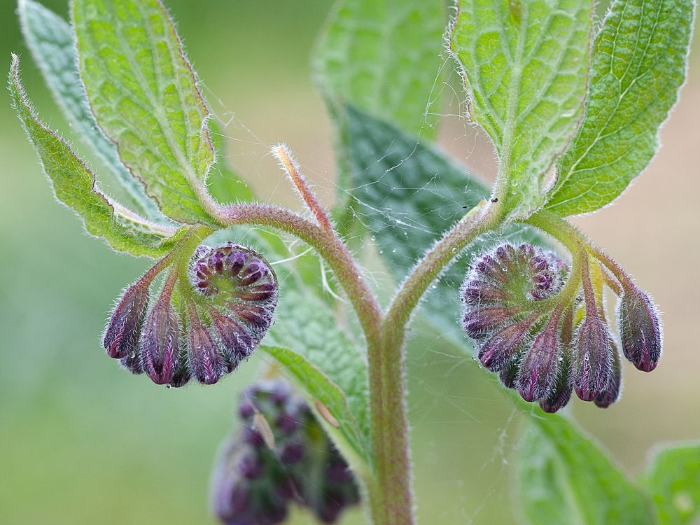 Бараний рог