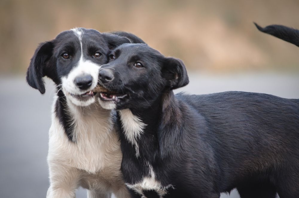 Photograph by Вероника Романенко
