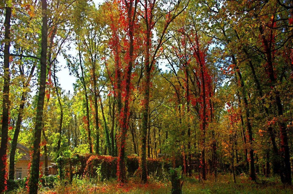 Photograph by Карина Плахова