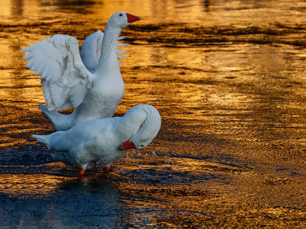 Photograph by Borsan Claudiu Valentin
