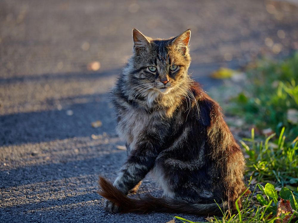 Photograph by Borsan Claudiu Valentin