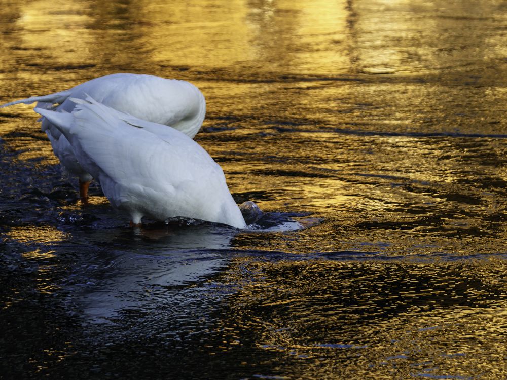 Photograph by Borsan Claudiu Valentin