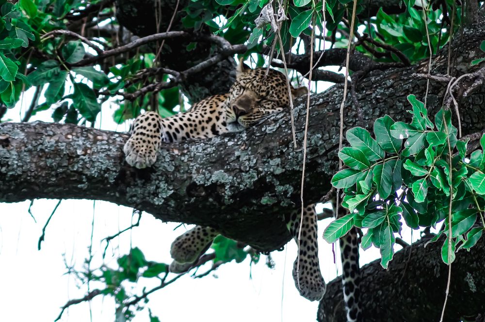 Photograph by Dipanjan Ray