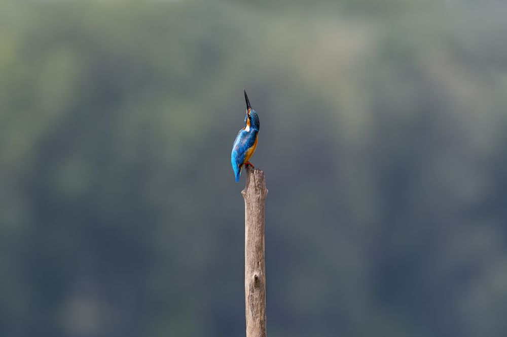 Photograph by Александр Перегудов