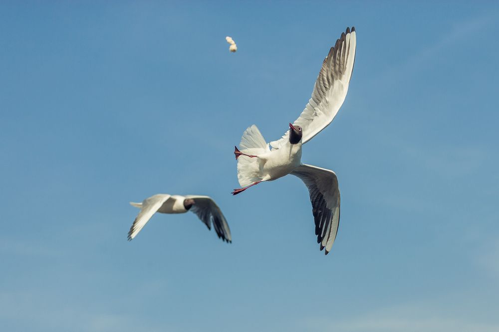 Фотография автора Игорь Ефремычев