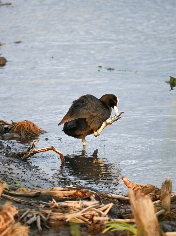 Фотография автора Ola La