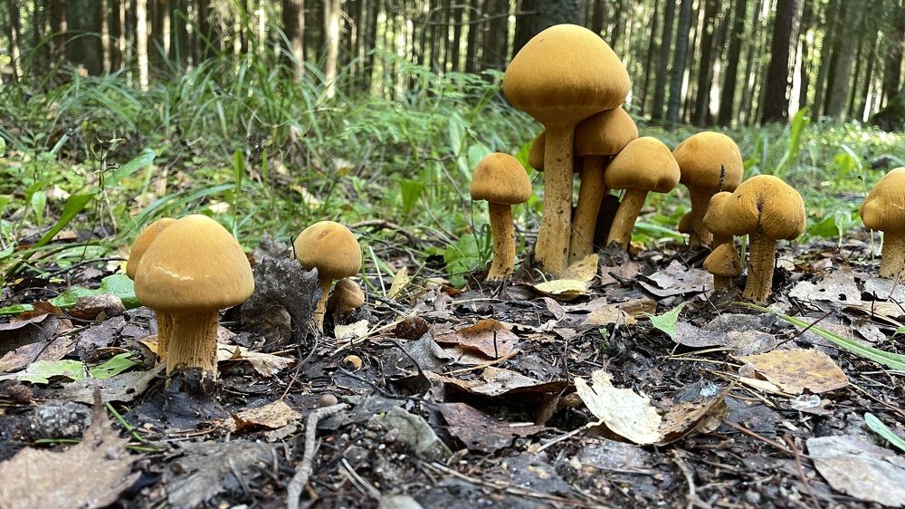 Photograph by Toomas Tõnisalu