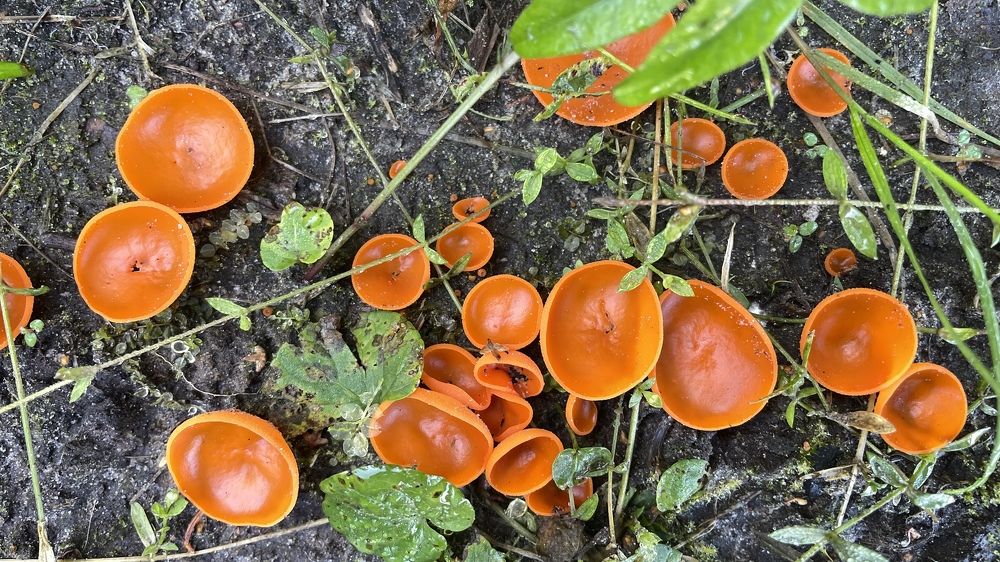 Photograph by Toomas Tõnisalu