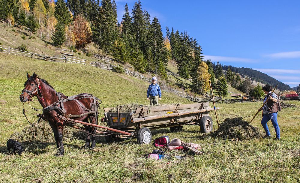 Hay collection in Ghimes
