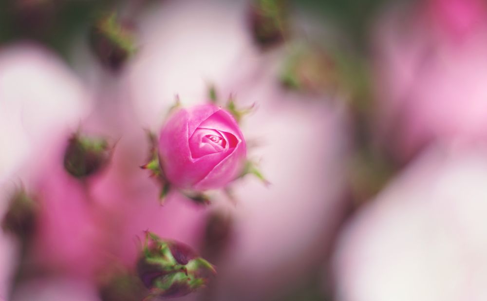 Photograph by Анастасия Сидоренко