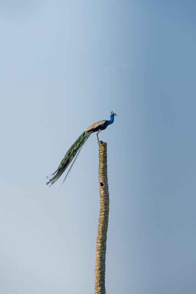 Photograph by  Ahamed Jazif