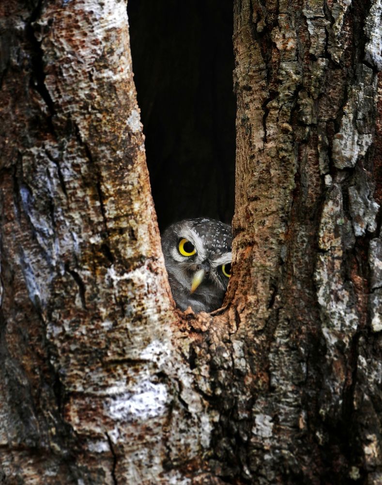 Photograph by George S George