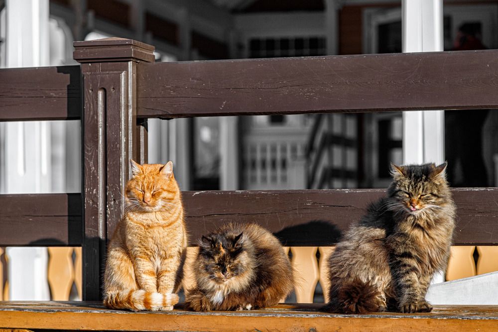 Фотография автора Виталий Новиков