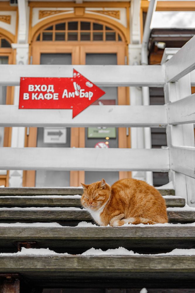 Фотография автора Виталий Новиков