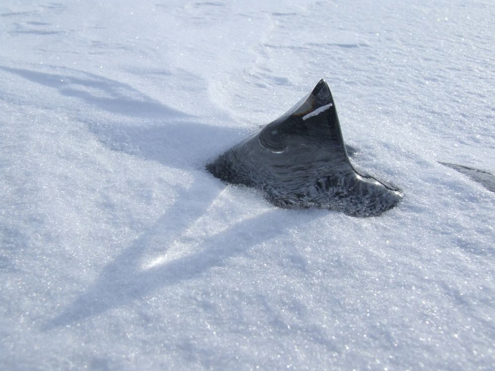 Спинной плавник акулы