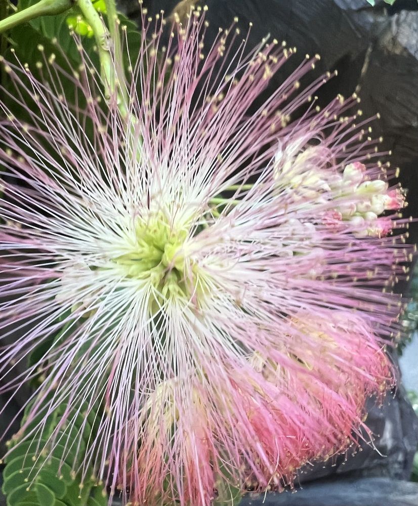 Photograph by Елена Мизина